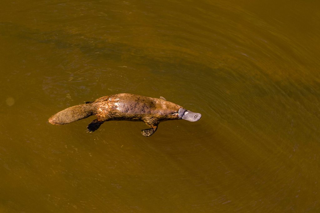 Platypus
